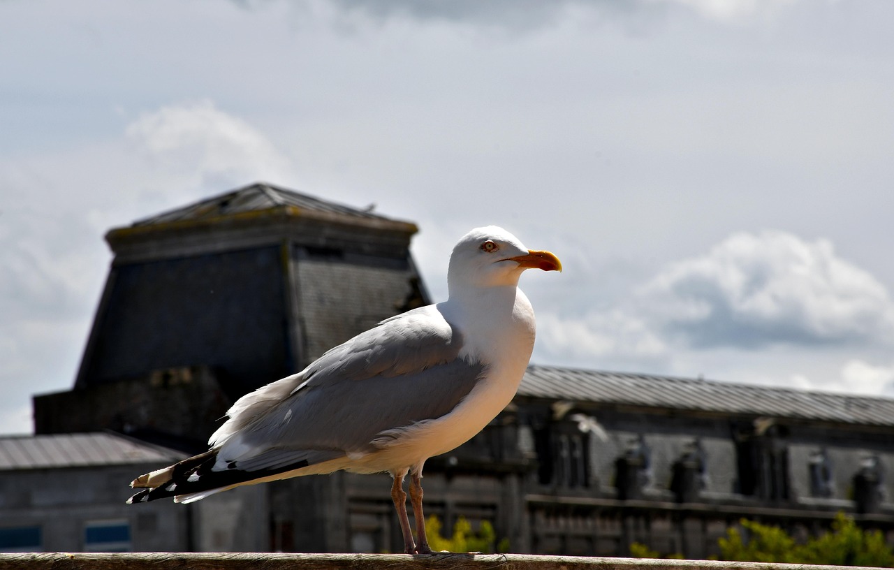In this image, a bird is depicted perched on a wall. The background features buildings and a sky filled with clouds.\n
