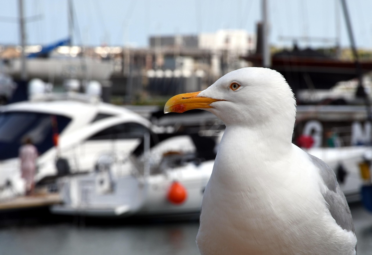 In this image, a bird is depicted against a backdrop of boats and a clear sky.\n
